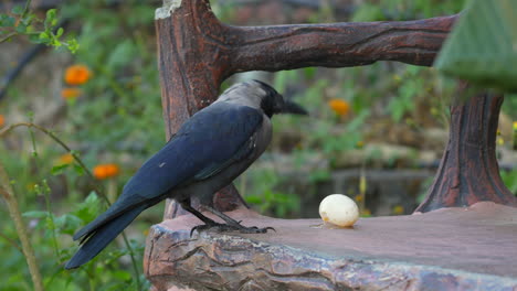 Un-Cuervo-Doméstico-Parado-En-Un-Banco-Del-Parque-Comiendo-La-Yema-De-Un-Huevo