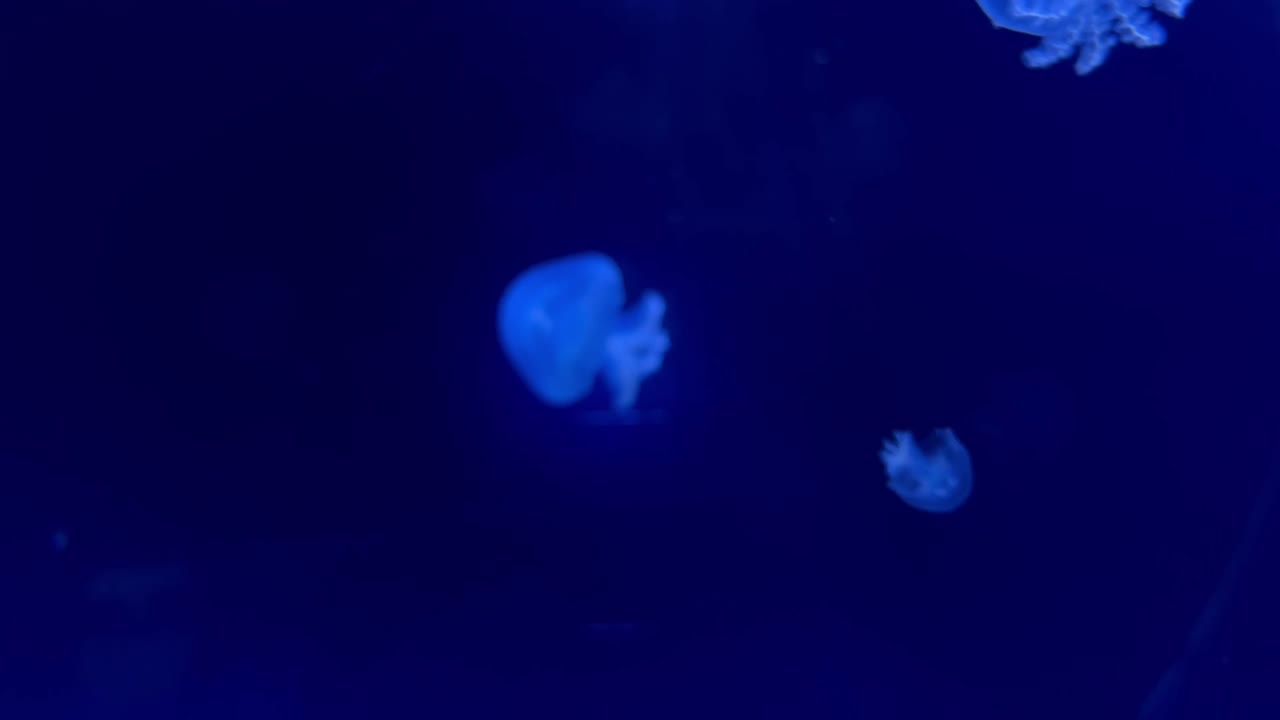 Meduse in un acquario.