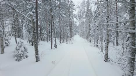 Snow-Covered-Trees-In-Winter-Forest---Drone-Forward