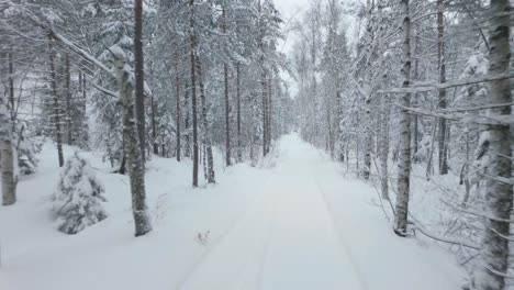 snow covered trees in winter forest - drone forward