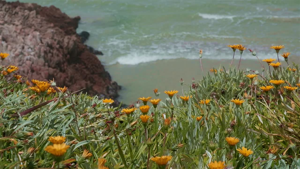 Beautiful beach scene with orange wild flowers growing at the edge of the ocean cliffs with waves rolling in