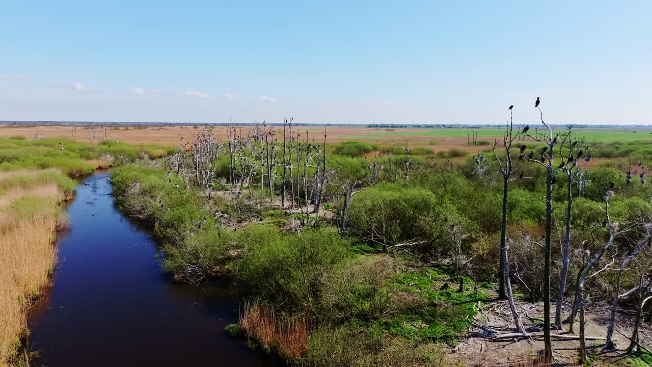 Drone glides above river near nesting cormorants, early spring Latvian wetlands
