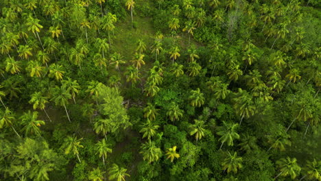 Green-palm-oil-plantation,-palms-in-rows,-aerial-forward,-forest-panorama