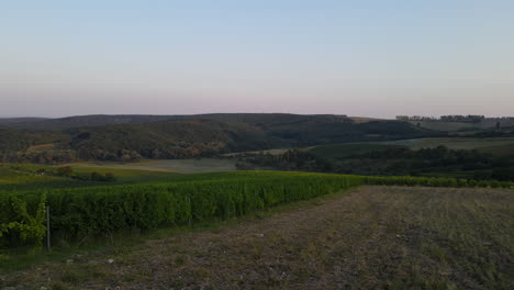 Aerial-rising-view-of-a-vineyard-and-surrounding-hills-with-a-dam-in-the-background