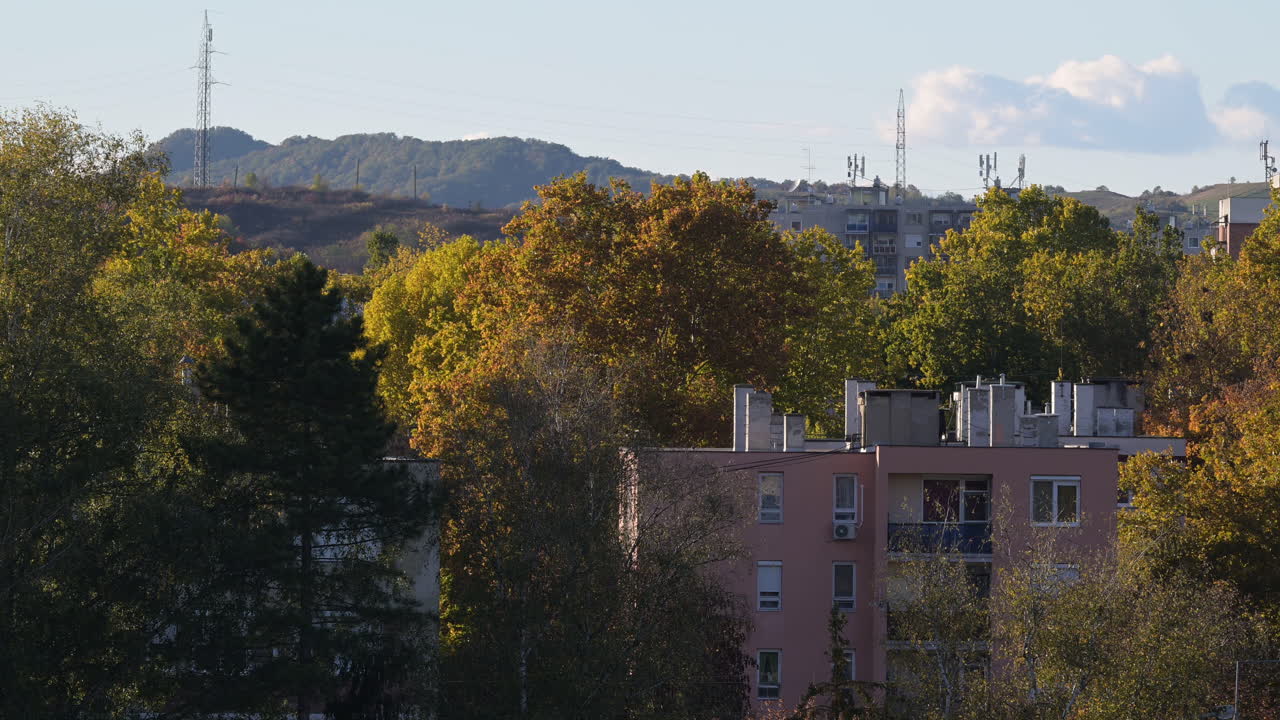 Urban Canopy in Autumn Light