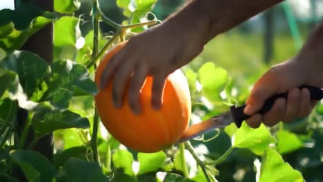 harvesting a bright orange pumpkin from a lush garden with careful precision and a sharp knife in the gentle morning light