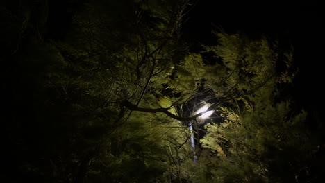 trees at night with streetlight