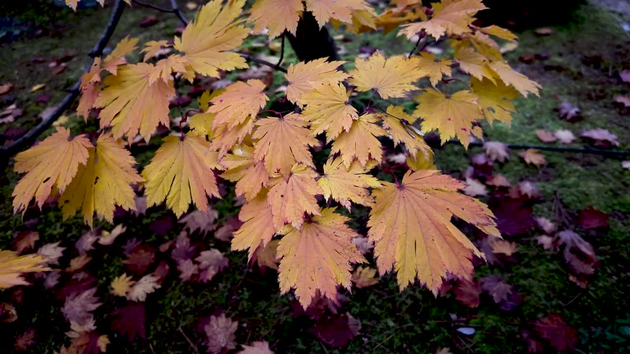 Beautiful maple tree adorned with vivid yellow and orange leaves during autumn season.