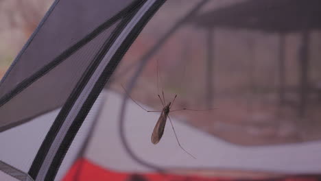 mosquito on a tent, insect close up