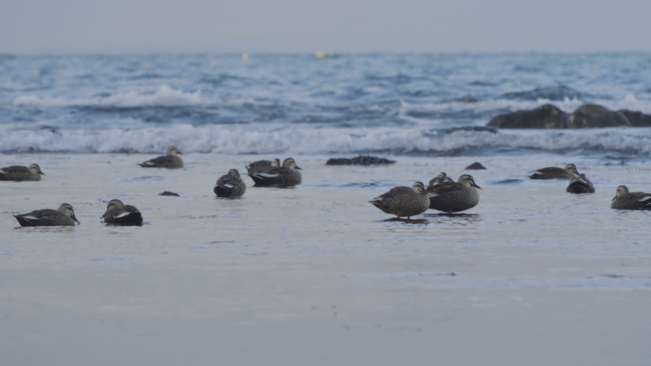 A flock of ducks resting at the coast of Amaharashi, Toyama, Japan