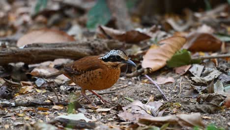 Pitta-De-Orejas,-Hydrornis-Phayrei,-Tailandia