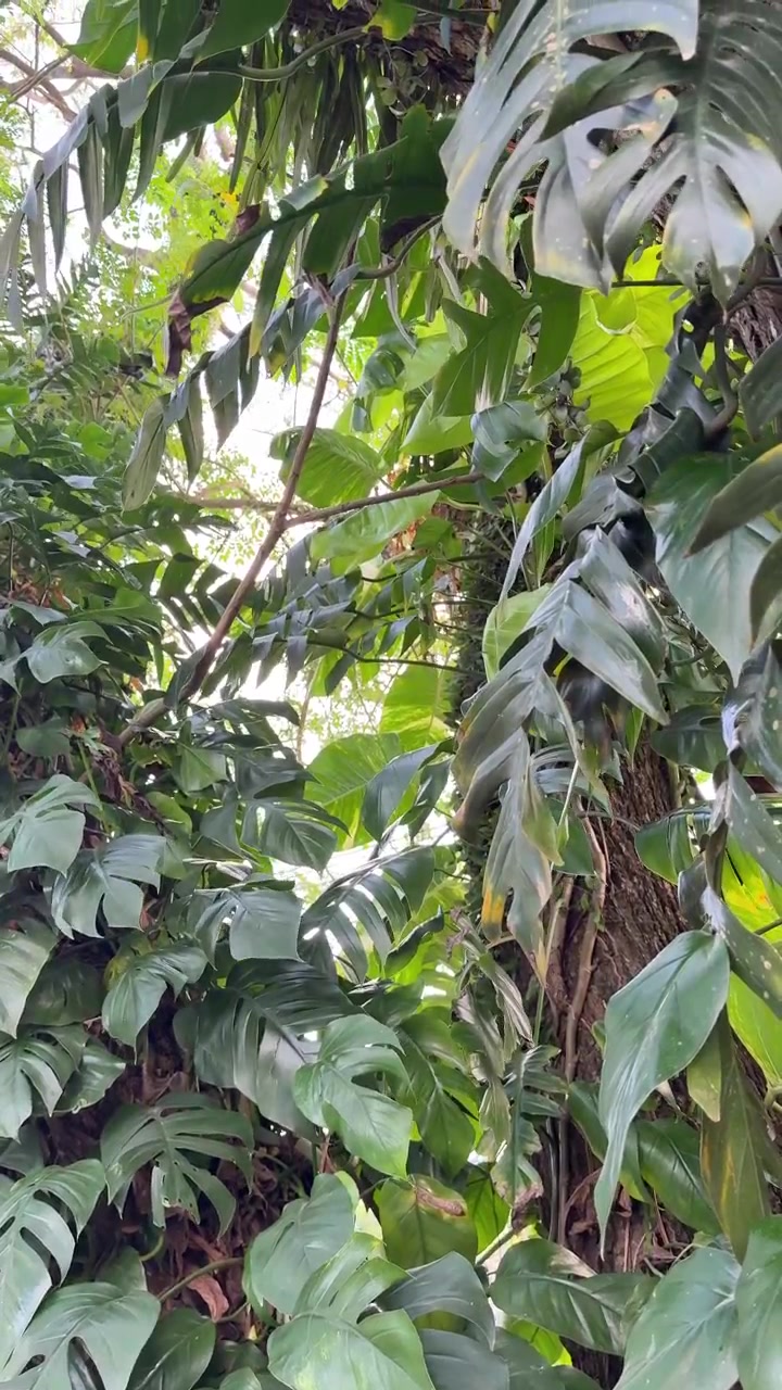 Rigogliose Foglie di Monstera che si Arrampicano su un Tronco d'Albero in un Giardino Tropicale
