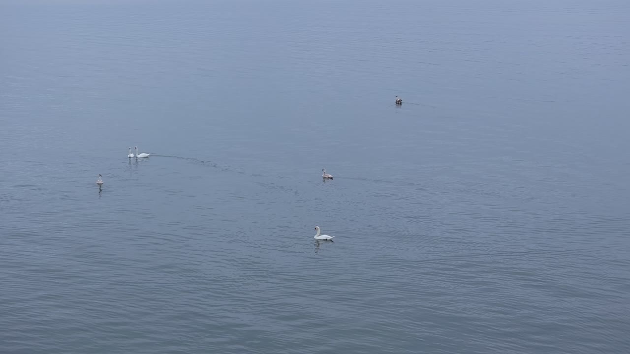 Multiple young Mute swans swimming. Three individuals gathering into line formation.