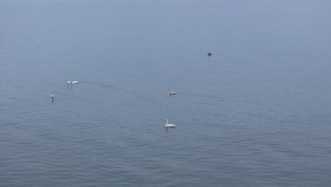 multiple young mute swans swimming. three individuals gathering into line formation.