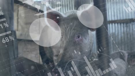 animación del procesamiento de datos financieros sobre los cerdos en la granja.