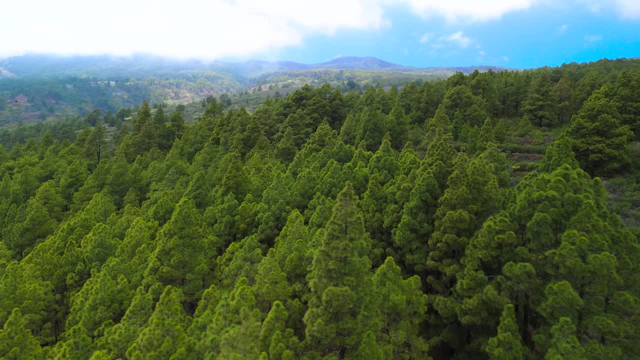 Lush pine forest in Tenerife, Canary Islands, showcasing rich green landscapes