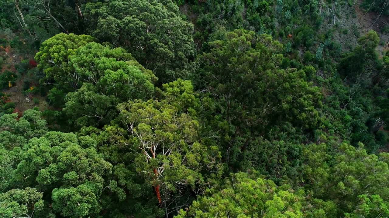 Green trees in the dense forest 4k