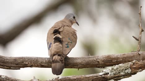 emerald spotted wood dove preens on tree branch, defocused background