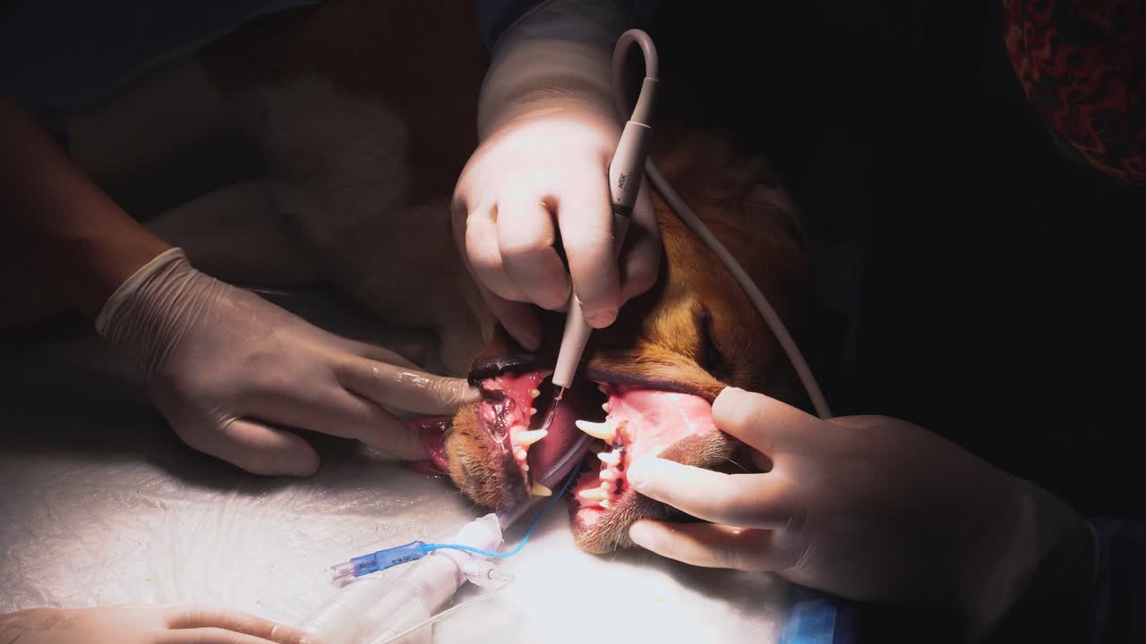 Static closeup of surgery room during beagle dog dental care treatment.