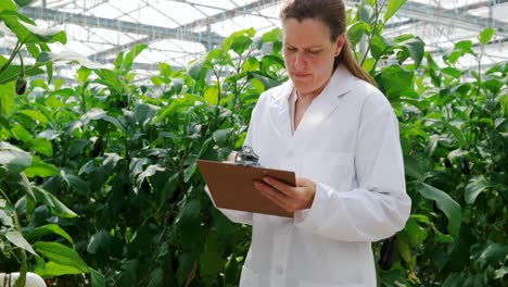 Scientist-writing-on-the-clipboard-in-the-greenhouse-4k