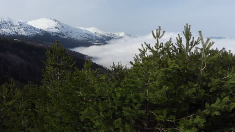 Drone-view-of-beautiful-conifer-mountainside-forest-slopes-covered-in-floating-foggy-clouds-snow-covered-peak-at-the-distance-winter-sunny-day