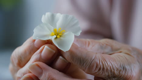 close-up of elderly hands gently holding a small white flower