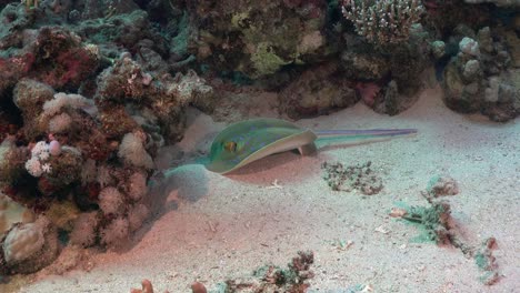 rayas de cola de cinta manchada azul y peces limpiadores en el mar rojo