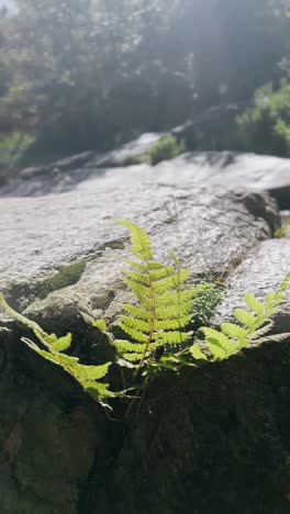 el helecho creciendo en las rocas junto a un arroyo