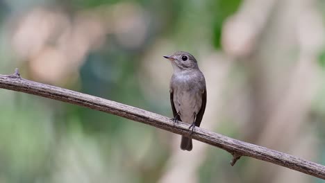 el papamoscas marrón asiático es un pequeño pájaro paseriforme que se reproduce en japón, himalaya y siberia