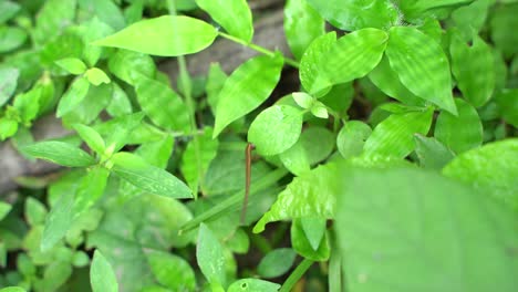 A-leech-is-a-forest-animal-whose-main-diet-is-blood