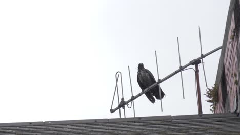 een kraai op een antenne