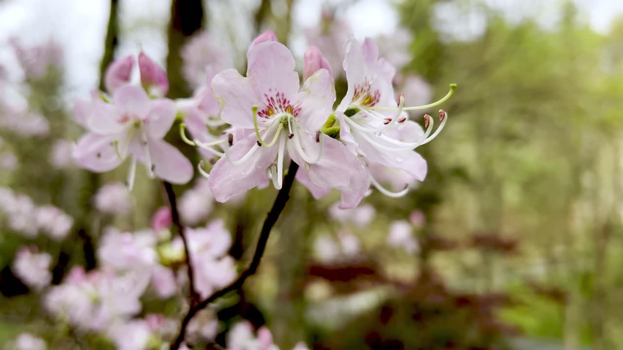 azalea vaseyi en flor, azalea de concha rosada
