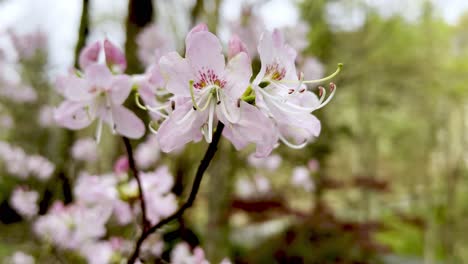 azalea vaseyi in bloom, pinkshell azalea