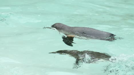 slow motion clip of penguin swimming in zoo pool