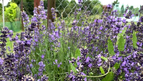 Bee-flying-between-and-pollinating-beautiful-purple-lavender-flower-blossoms