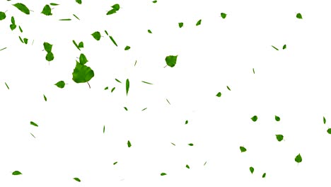 hojas verdes aisladas en blanco, con matte, bucle.