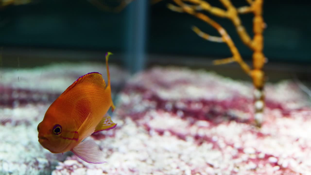 다채로운 물고기는 물속 환경을 조용히 탐험합니다.