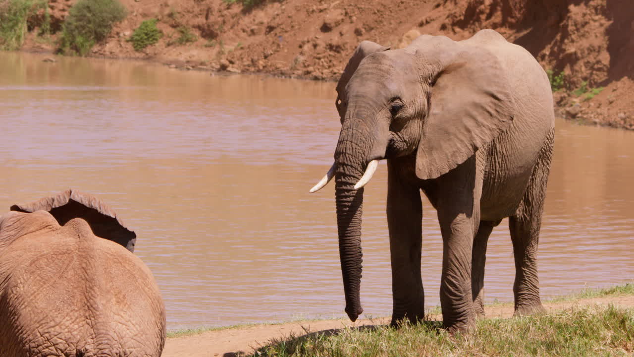 Filhote de Elefante-africano-da-savana observando o ambiente.