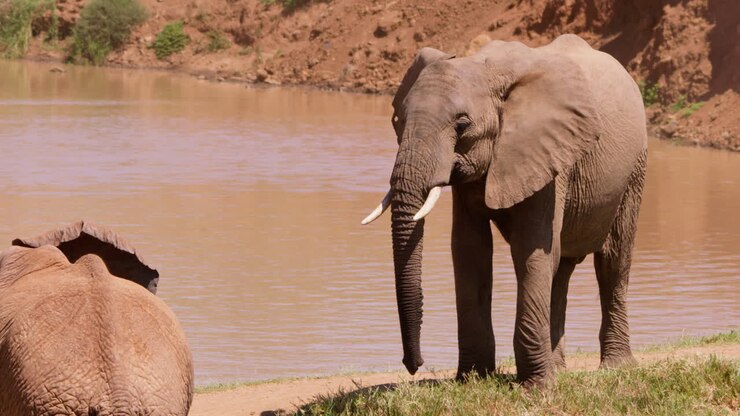 Filhote de Elefante-africano-da-savana observando o ambiente.