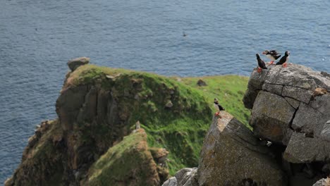 Atlantic-puffin-(Fratercula-arctica),-on-the-rock-on-the-island-of-Runde-(Norway).