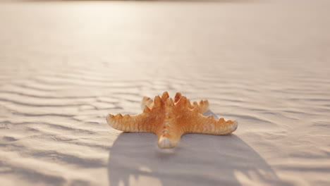 starfish on the beach at sunset