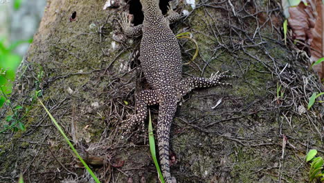 asian water monitor lizard with dotted patern on skin on tree trunk