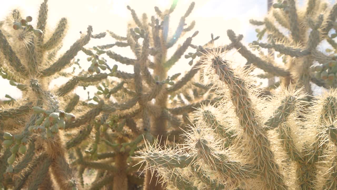 Close up of cholla tilt cactus with sun shining in background, pan