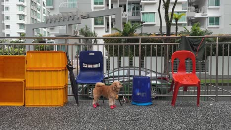 cute fluffy dog wearing red shoes waiting patiently for the owner