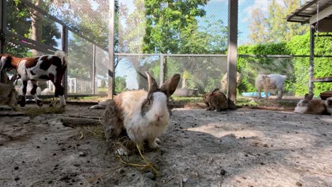 various animals interact in a sunny farm pen.