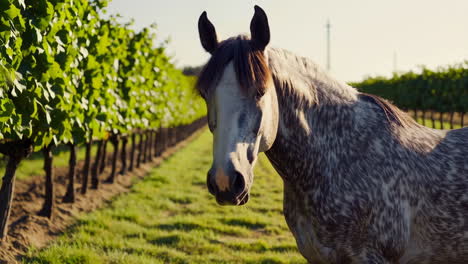 horse in a vineyard