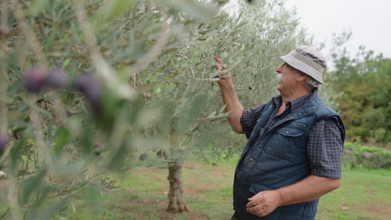 Retired grandfather wearing a hat picking olives by hand in slow motion