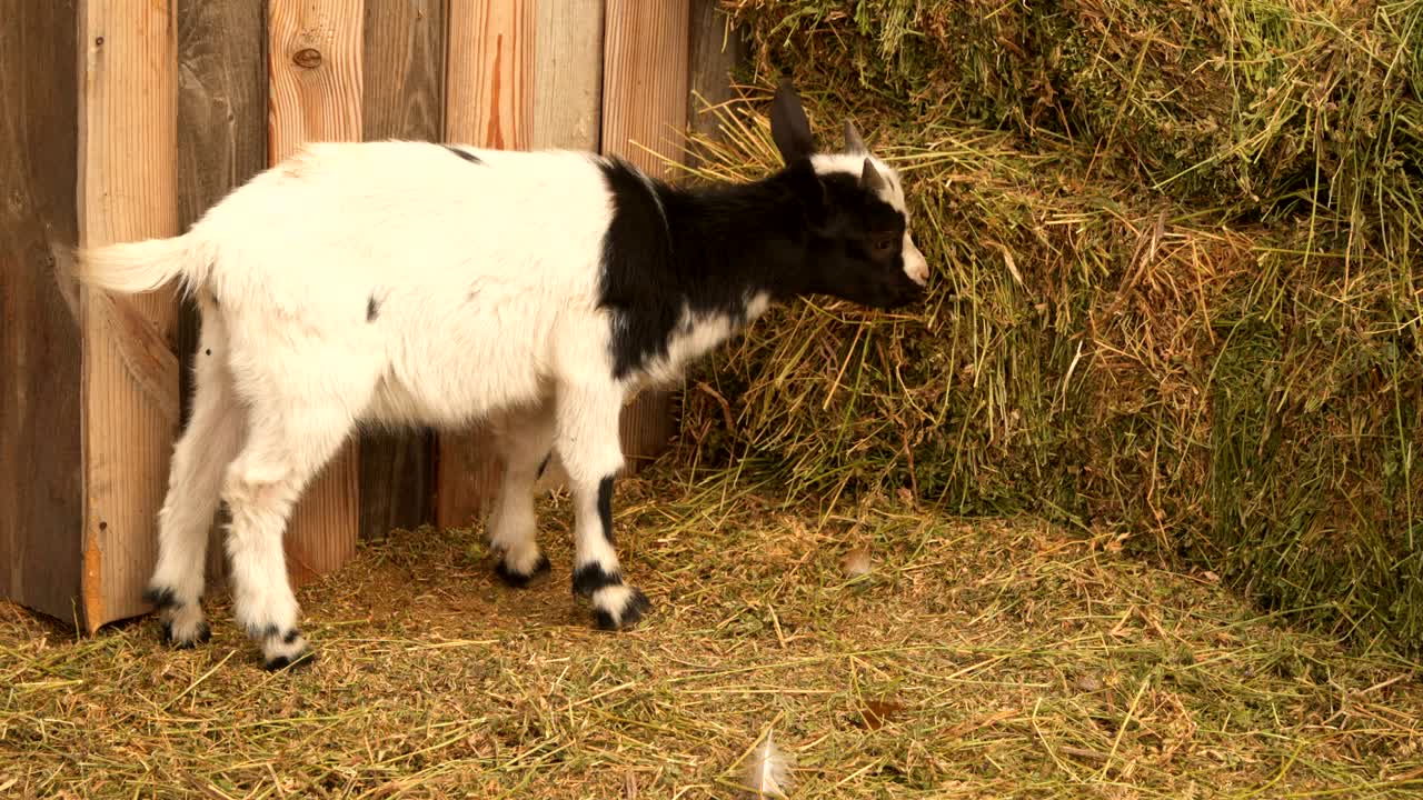 Little Goat eats hay from the trough