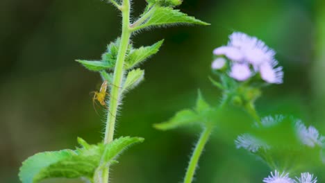 A-small-yellow-spider-insect-on-the-stem-of-a-lilac-flower-in-nature