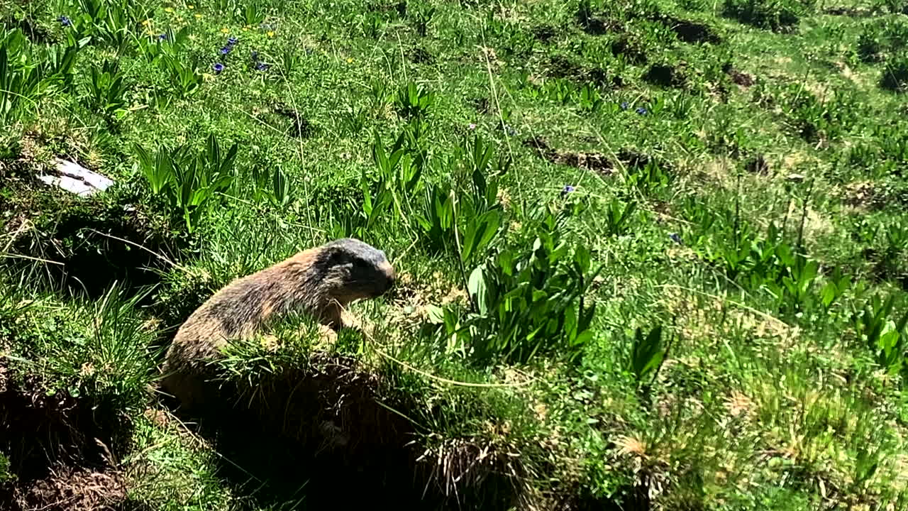 Una marmotta che vaga nella natura selvaggia in cerca di cibo.